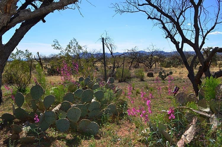 Saddlebrooke Ranch Neighborhood Desert Landscape Nature, Saddlebrooke Ranch AZ